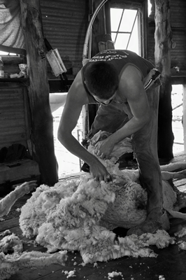 Steam Plains Shearing 022689  © Claire Parks Photography